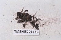 藏品(中華縮葉苔)的圖片